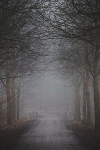 Waldweg bei Nebel im Herbst von Marc-Sven Kirsch