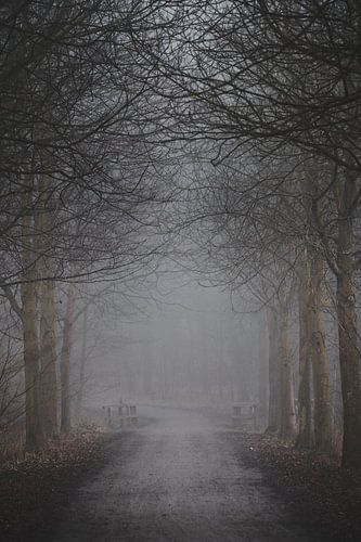 Forest path in autumn fog