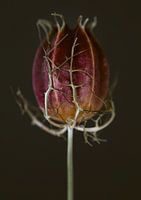 Nigella Droogbloem