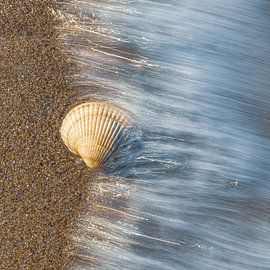 Muschel in fließendem Wasser von Yanuschka | Fotografie Noordwijk
