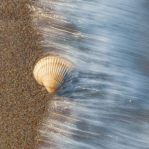 Coquillage dans les eaux vives