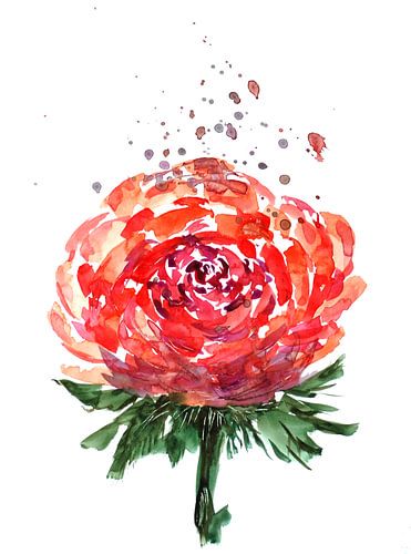 Red rose with splashes