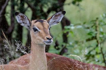 Bébé impala sous la pluie sur Marijke Arends-Meiring