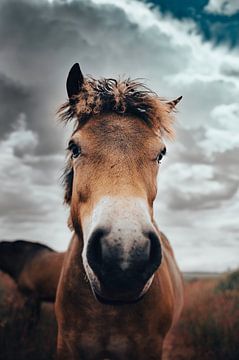 horse paard portret nederland wildlife dieren animal van RF creations