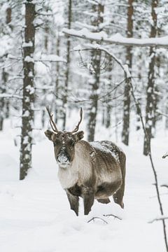 Renne dans une forêt enneigée en Laponie finlandaise sur Suzanne Spijkers