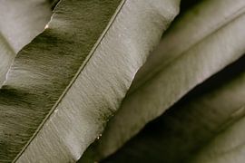 Plants by Myrthe Vlasveld