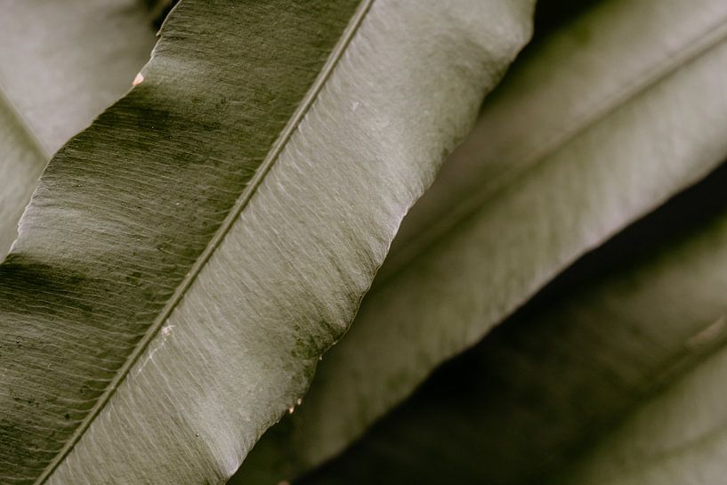 Plants by Myrthe Vlasveld
