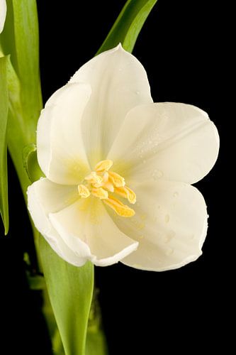 Weisse Blumen Tulpe