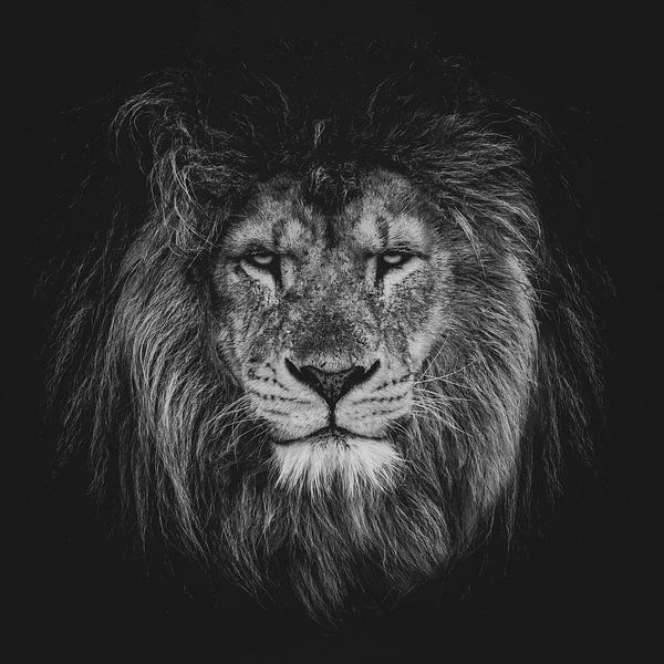 Lion par Aron Nijs