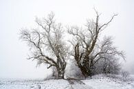 twee oude populieren op een landweggetje bij koud grijs winterweer, kopieerruimte van Maren Winter thumbnail
