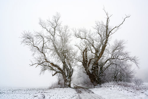 zwei alte Pappelbäume auf einem Feldweg bei kaltem grauen Winterwetter, Kopierplatz