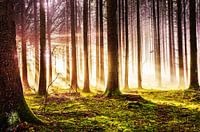 Une forêt d'automne ensoleillée