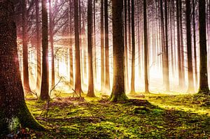 Herbstwald im Sonnenschein