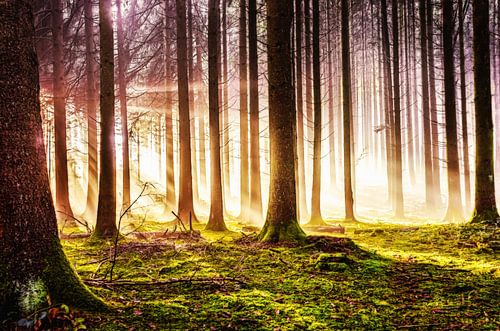 Autumn forest in sunshine