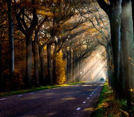 Morning sunbeams forest avenue by Claudia De Vries