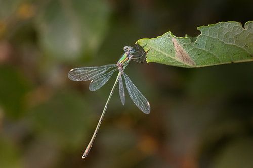 Libelle