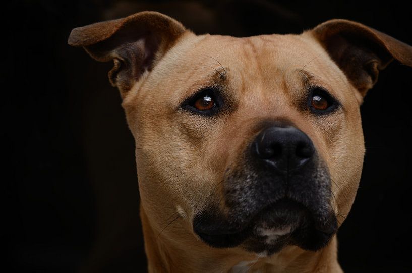 American Staffordshire par Rianne Hazeleger