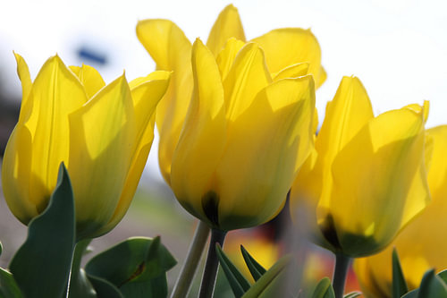 Tulp