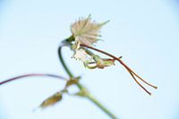 Fresh, young leaves on grapevine in spring