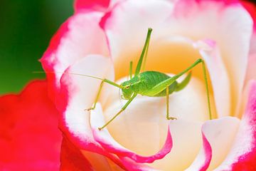 Groene sprinkhaan op rood met witte roos van Ben Schonewille