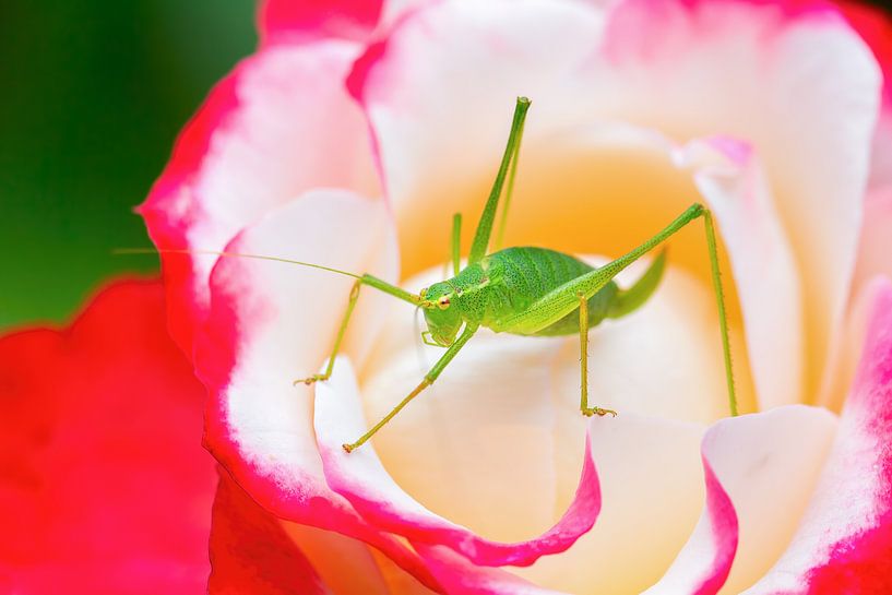 Green grasshopper on red-white rose flower by Ben Schonewille