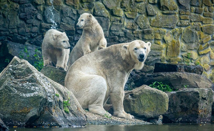 the bears by Arno de Groot