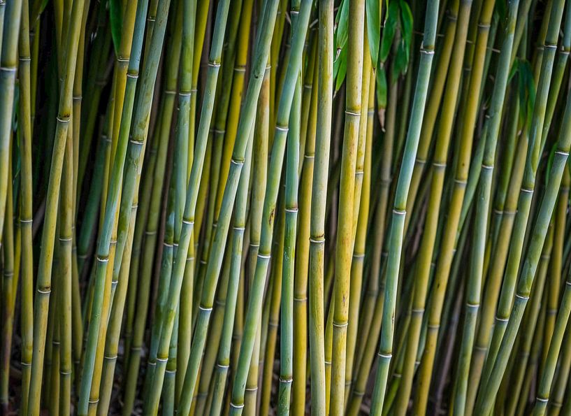 Bamboe van Karin Tebes