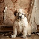 Pyrenean puppy vice by Karina Brouwer thumbnail