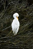 Een Koereiger (Bubulcus Ibis )