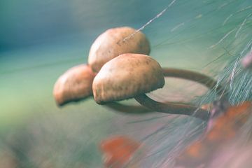 Paddenstoel - Mushroom van Marianne Twijnstra