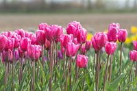 Tulpen