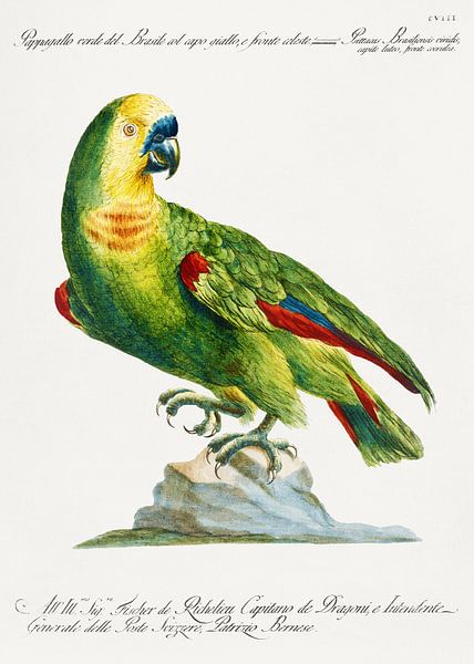 Papagei, Saverio Manetti von Meisterhafte Meister