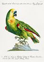 Papagei, Saverio Manetti von Meisterhafte Meister Miniaturansicht