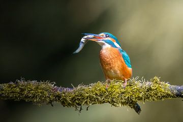 The kingfisher eats a fish by Cynthia Verbruggen