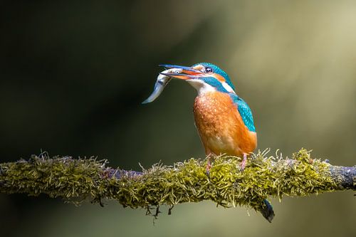 De ijsvogel eet een vis