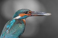 Eisvogel mit Beute (Barsch)