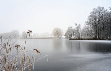 gefrorener See mit Schilf und kahlen Bäumen, bedeckt von Rauhreif an einem kalten, nebligen Winterta von Maren Winter