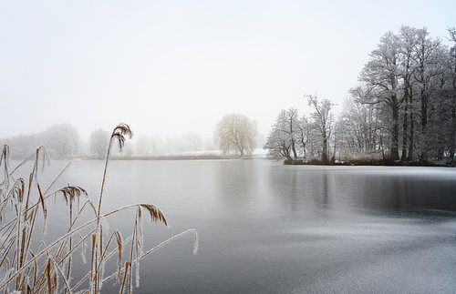 gefrorener See mit Schilf und kahlen Bäumen, bedeckt von Rauhreif an einem kalten, nebligen Winterta