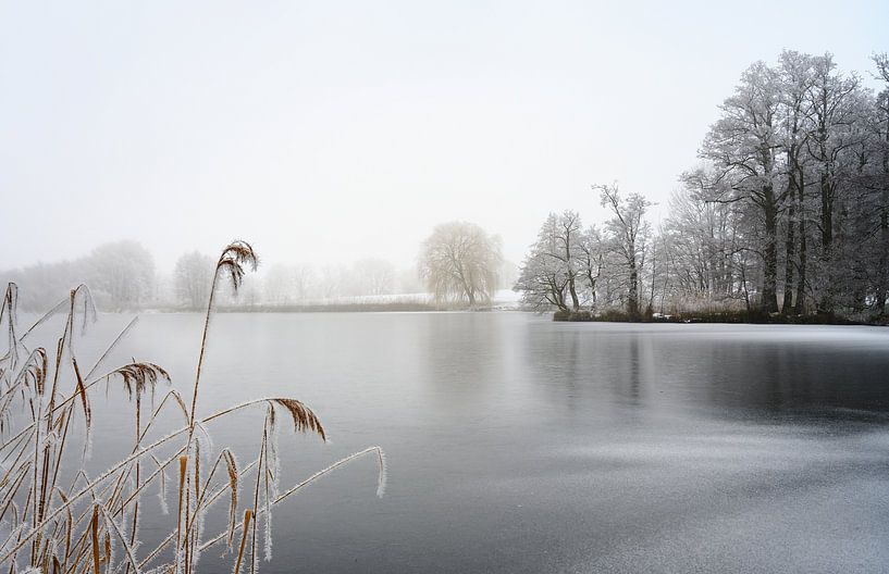 bevroren meer met riet en kale bomen bedekt met rijp op een koude mistige winterdag, grijs landschap van Maren Winter