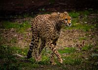 Cheetah op jacht