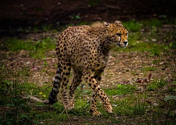 Cheetah op jacht van Wesley Klijnstra