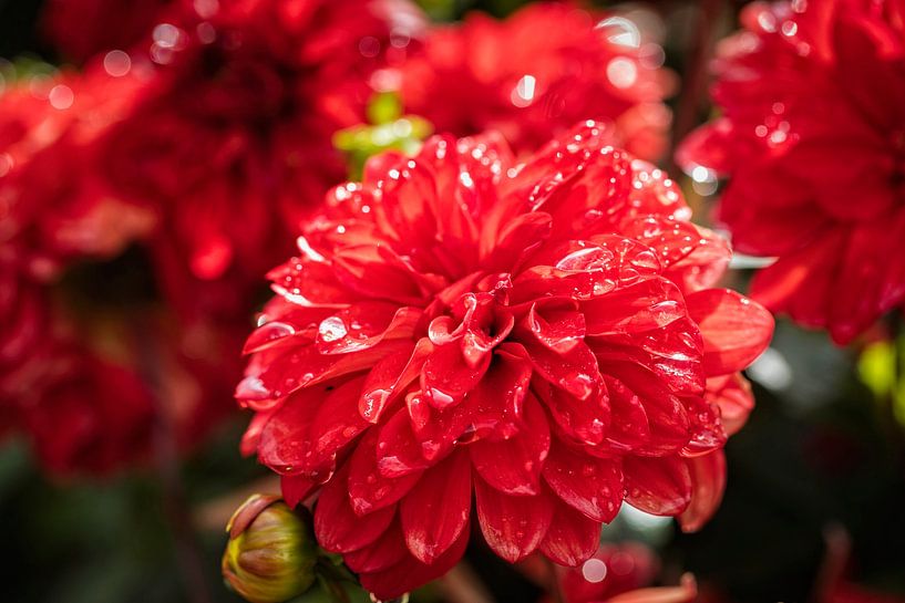 Dahlien von Rob Boon