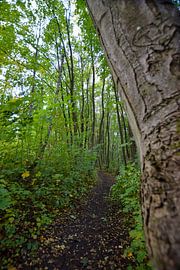 einsamer Pfad durch den Wald von Franziska Brückmann