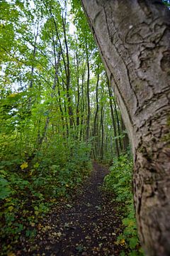 chemin solitaire à travers la forêt sur Franziska Brückmann