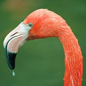 Flamingo von David Dirkx