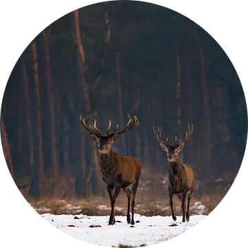 Edelherten in het Nationaal Park de Hoge Veluwe van Evert Jan Kip