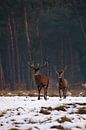 Edelherten in het Nationaal Park de Hoge Veluwe by Evert Jan Kip thumbnail