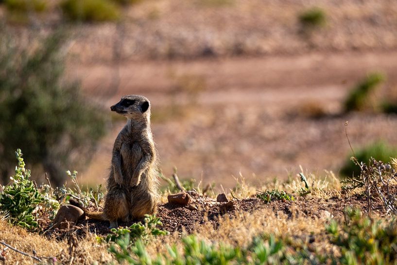 Photos prises lors de notre voyage de trois semaines en Afrique du Sud par Robin Beukeboom