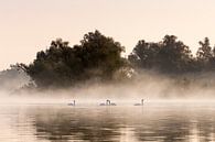 Swans with fog in the Biesbosch by Evelien Oerlemans thumbnail