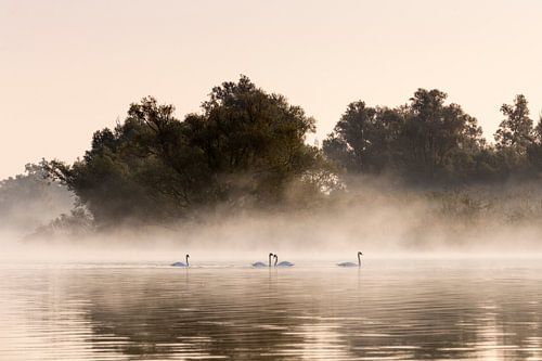 Cygnes avec brouillard dans le Biesbosch sur Evelien Oerlemans